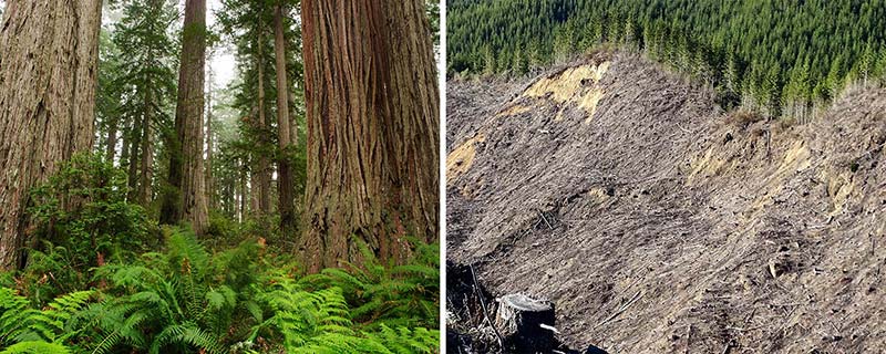 image of intact old-growth trees alongside a clear-cut area