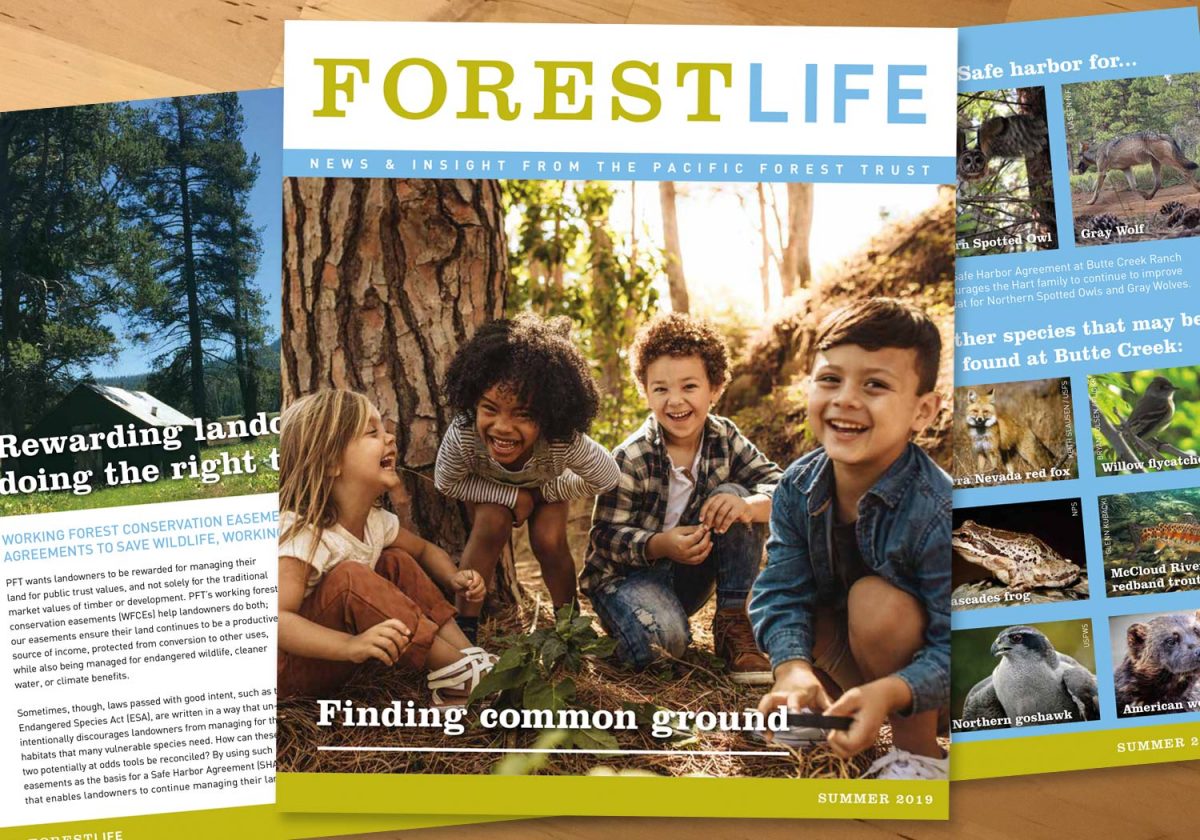 Photo depiction of the cover of Summer 2019 ForestLife and a representative spread